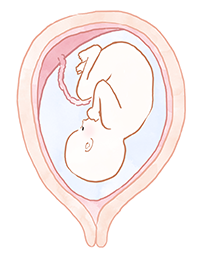 胎児と胎盤